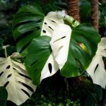 Monstera Alba Variegata