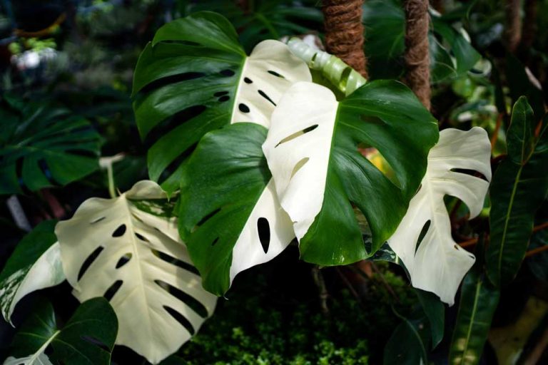 Monstera Alba Variegata