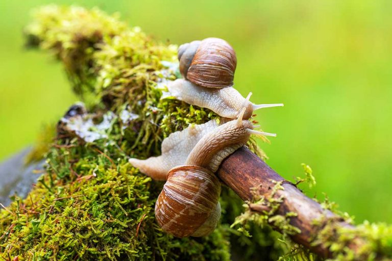Život v záhrade očami biológa: Slimáky s ulitou, tolerovaní spoločníci