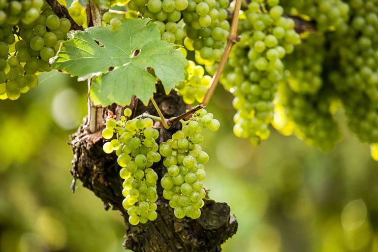 Prečo treba odstraňovať korene z hlavy viniča, ktorá je tesne nad pôdou?