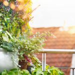 Výsadba v kvetináči na balkóne