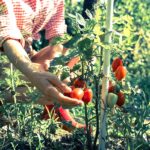 Spôsoby pestovania rajčín v záhrade