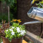 Zálievka trvaliek v kvetináči