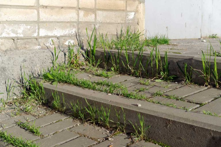 Pýr: Nezničiteľná burina, ktorá regeneruje bunky, zlepšuje trávenie a zmierňuje reumu