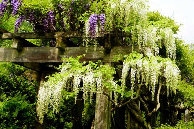 Ktoré rastliny režeme v júli, ako práve teraz rezať vistériu a čo teraz nerezať