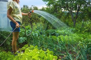 Polievanie úžitkovej záhrady hadicou