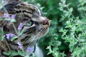 Mačka medzi rastlinami
