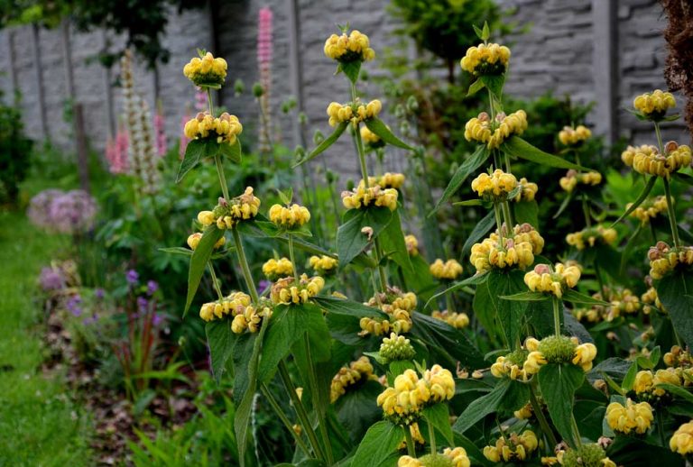 Sápa, divozel, monarda. Tieto a ďalších 6 rastlín kraľujú záhrade práve teraz