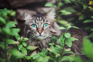 Ako odplašiť mačky zo záhrady: Vďaka týmto tipom mačacie výkaly viac nenájdete