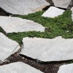 Rastliny v špárach chodníka