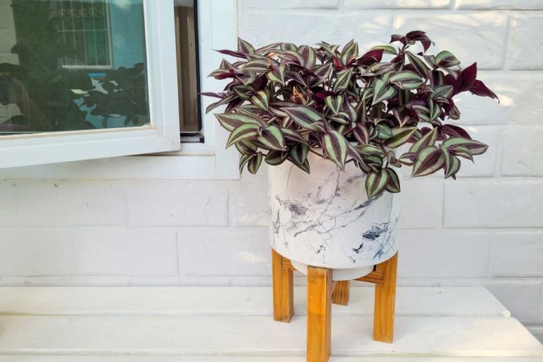 Izbová rastlina vhodná pre úplných začiatočníkov? Jednoznačne tradeskancia!