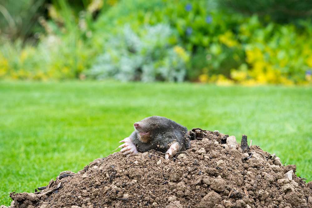 shutterstock 2072465198