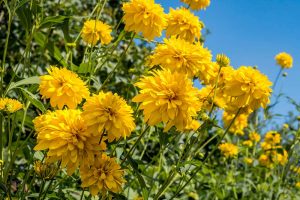 Rudbekia strapatá