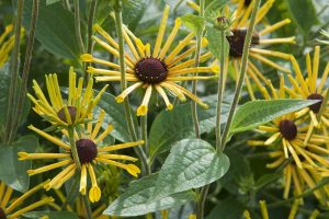 Rudbekia plstnatá