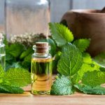 Medovka a medovkový olej