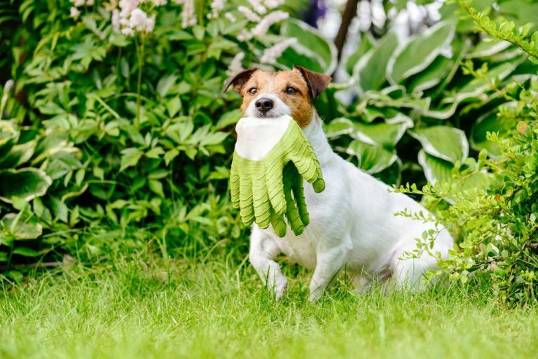 8 jedovatých rastlín v záhrade, ktoré môžu zabiť vášho psa