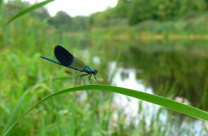 Hadovka lesklá (Calopteryx splendens)