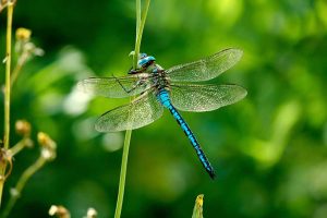 Šidlo obrovské (Anax imperator)