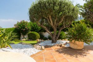 Olivovník v záhrade