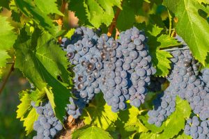 Modrá odroda viniča