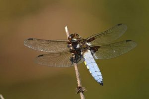 Vážka ploská (Libellula depressa)