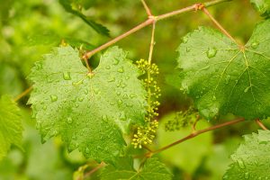 Dažďová voda na listoch viniča