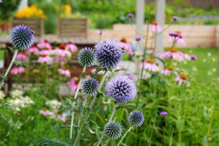 7 najkrajších rastlín, ktoré zaujmú na vrchole leta