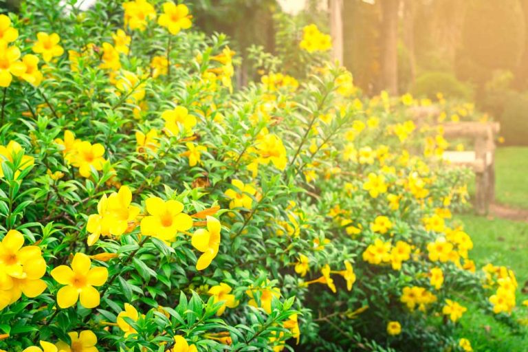 Alamanda prečisťujúca: Menej známa, ale efektná rastlina