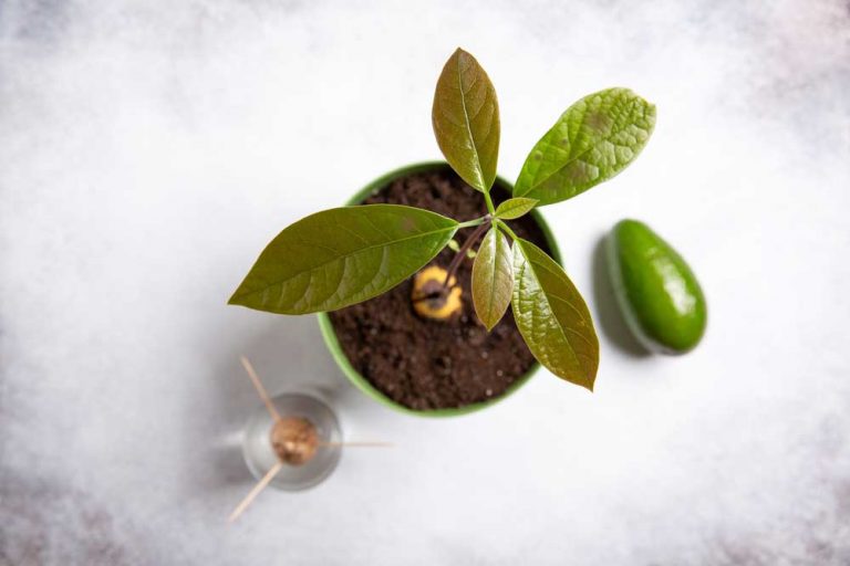 Škvrny na listoch avokáda. Čo s tým?