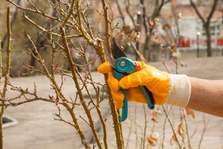 Praktické rady pre záhradkárov: 10 typov rezu na konci sezóny