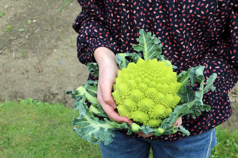 Romanesco