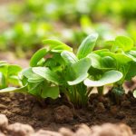 Mladá reďkovka v záhrade