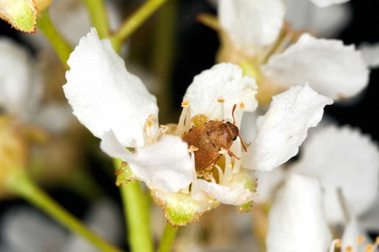 Malinovník plstnatý deformuje a poškodzuje plody malín. Ako tomu zabrániť?