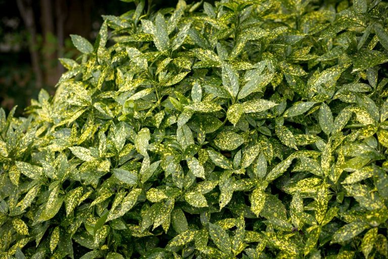 Aukuba: Nenáročná vždyzelená rastlina, ktorá rozžiari tienisté miesta v záhrade