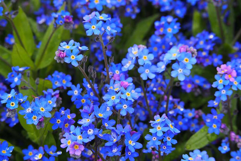 shutterstock 650227276