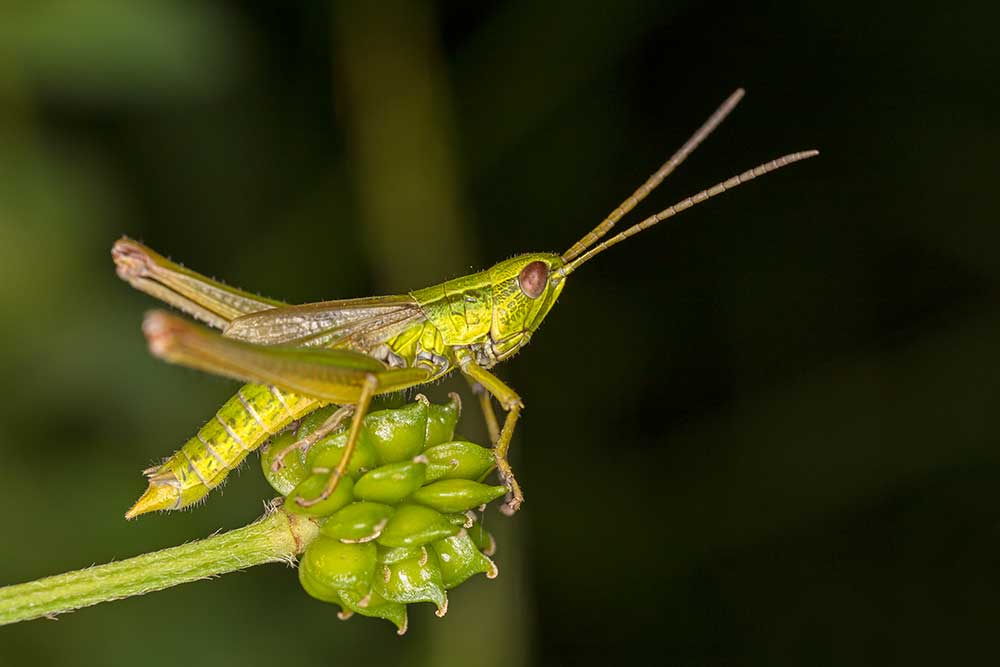 shutterstock 1657032649
