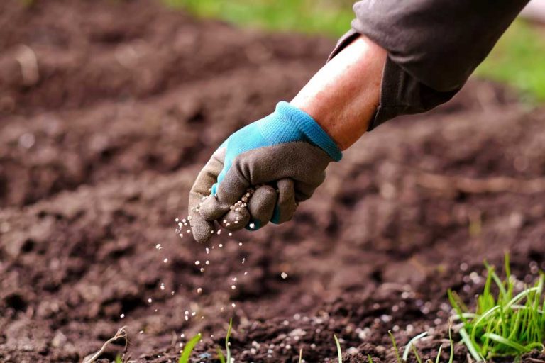 Prílišné hnojenie dusíkom ohrozuje naše zdravie. Je to pravda? Čím teda hnojiť?