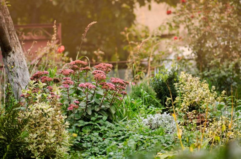 Október v okrasnej záhrade: Sadíme hľuzy cyklámenov, cibuľoviny a staráme sa o trávnik