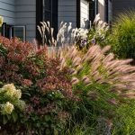 Okrasné trávy v záhone