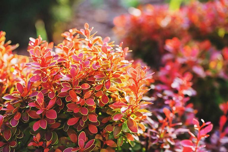 Vneste do záhrady jesennú náladu: Nenáročný dráč zaujme intenzívnym sfarbením