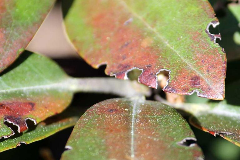 Vyhryzené listy na červienke. Čo s tým?