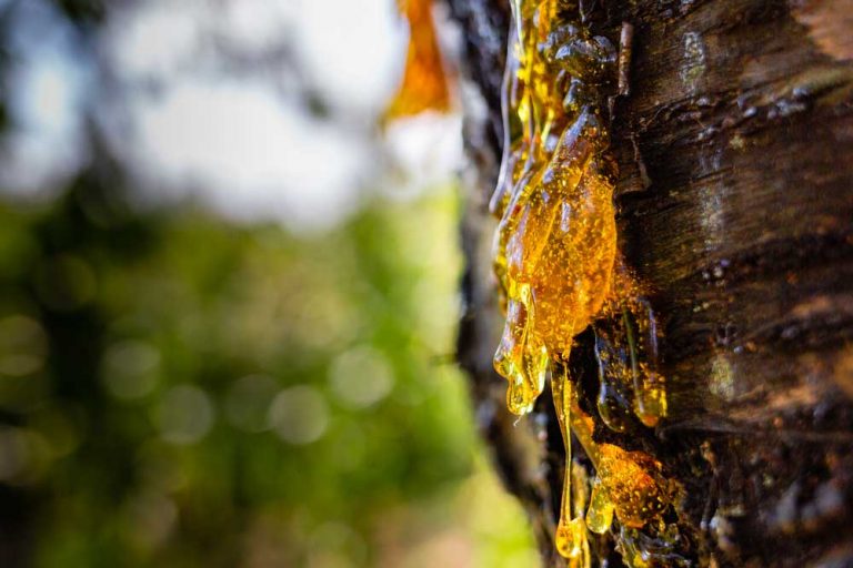 Ako zachrániť starú a mladú čerešňu s glejotokom?