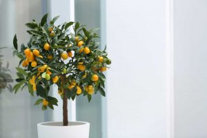 Citrus v kvetináči