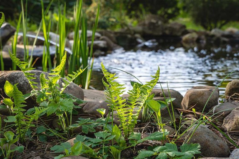 Jazierko môže mať v záhrade skutočne každý! Benefitov je hneď niekoľko