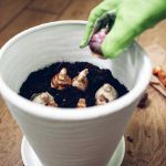 Výsadba cibúľ kvetov do kvetináča