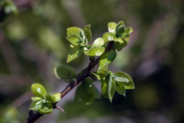Nové hurmikaki malo problém vypučať. Prečo?