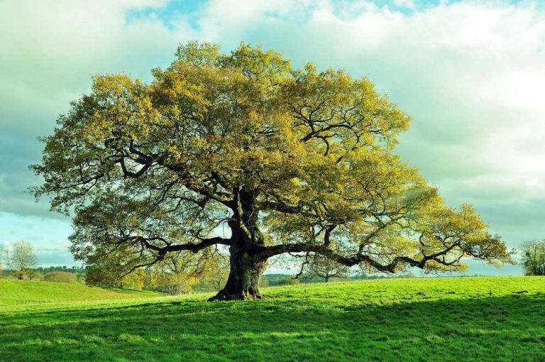 Milujete stromy? Toto je 11 fascinujúcich faktov, o ktorých ste možno netušili