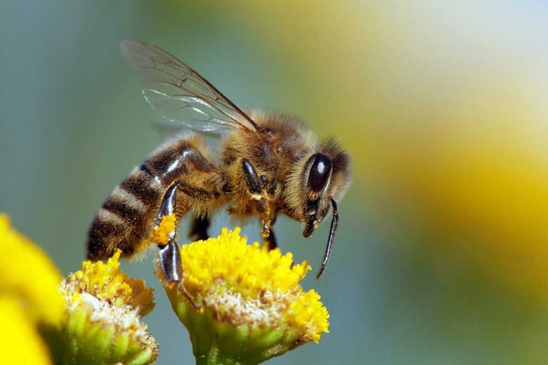 Včela medonosná možno nie je naším najdôležitejším opeľovačom. Poznáte tieto tvrdo pracujúce druhy?