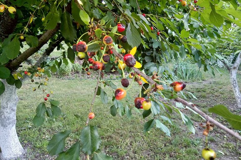 Moníliová hniloba višní: Ako jej predchádzať?