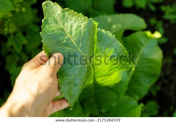 horseradish leaves armoracia rusticana cultured 600w 2175286929